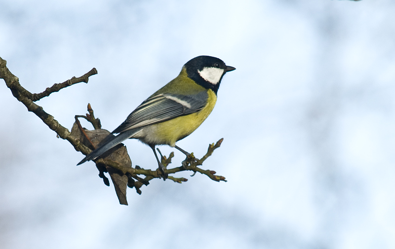 Kjøttmeis - Great tit (Parus  major)  ad.jpg